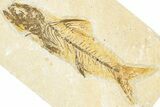 Uncommon Fossil Fish (Amphiplaga) - Wyoming #320249-1
